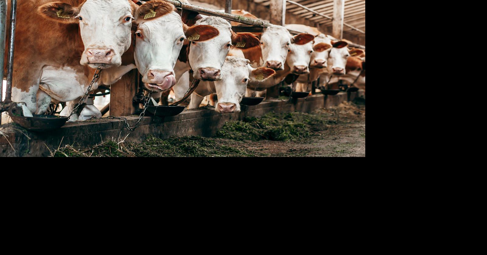 Beef Month Perspective: What Lenders Are Seeing in Today’s Beef Industry