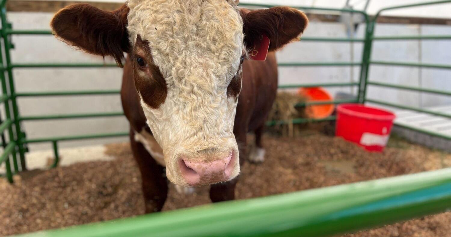 SD Ranchers, Politicians Applaud New 'Product Of USA' Labeling Rule | Community - Vimarsana News