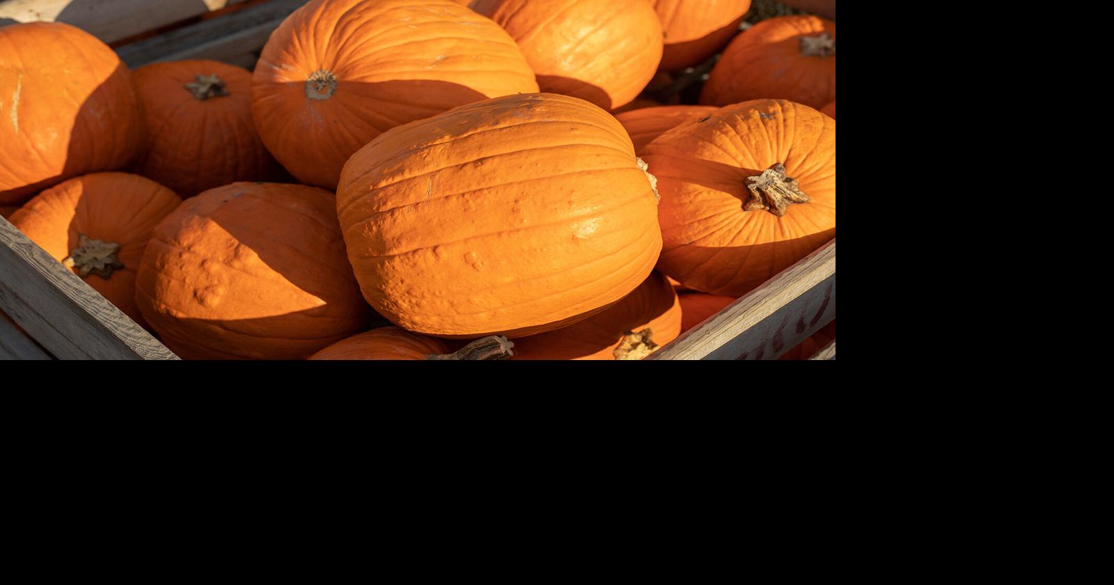 SDSU Extension IDs Challenges, Opportunities In Agritourism