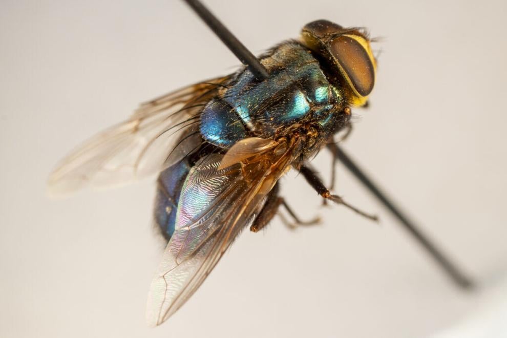 Flesh-Eating Screwworms Head For American Livestock