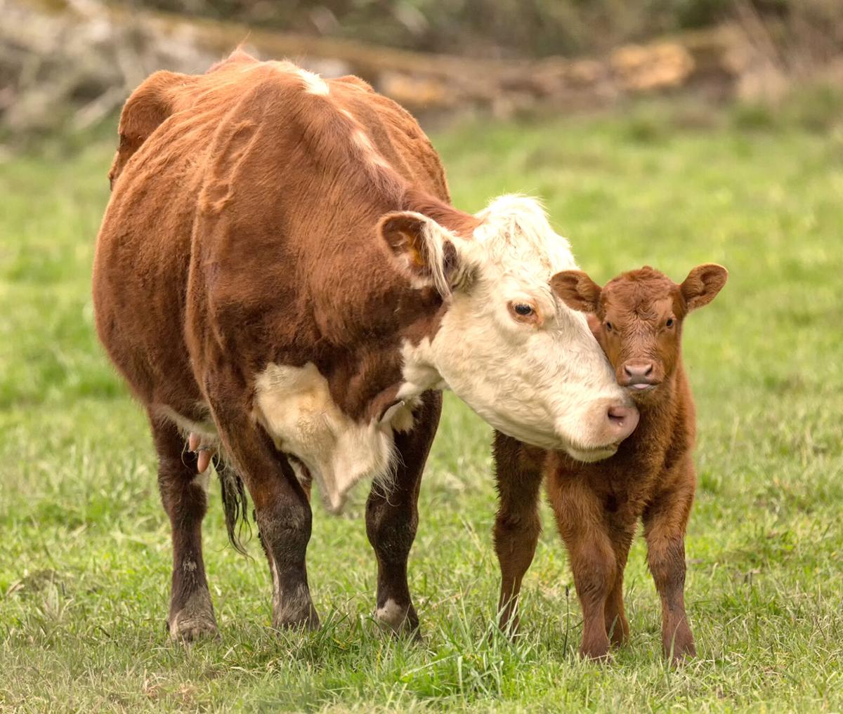 Management Strategies for Expensive Calves, Community