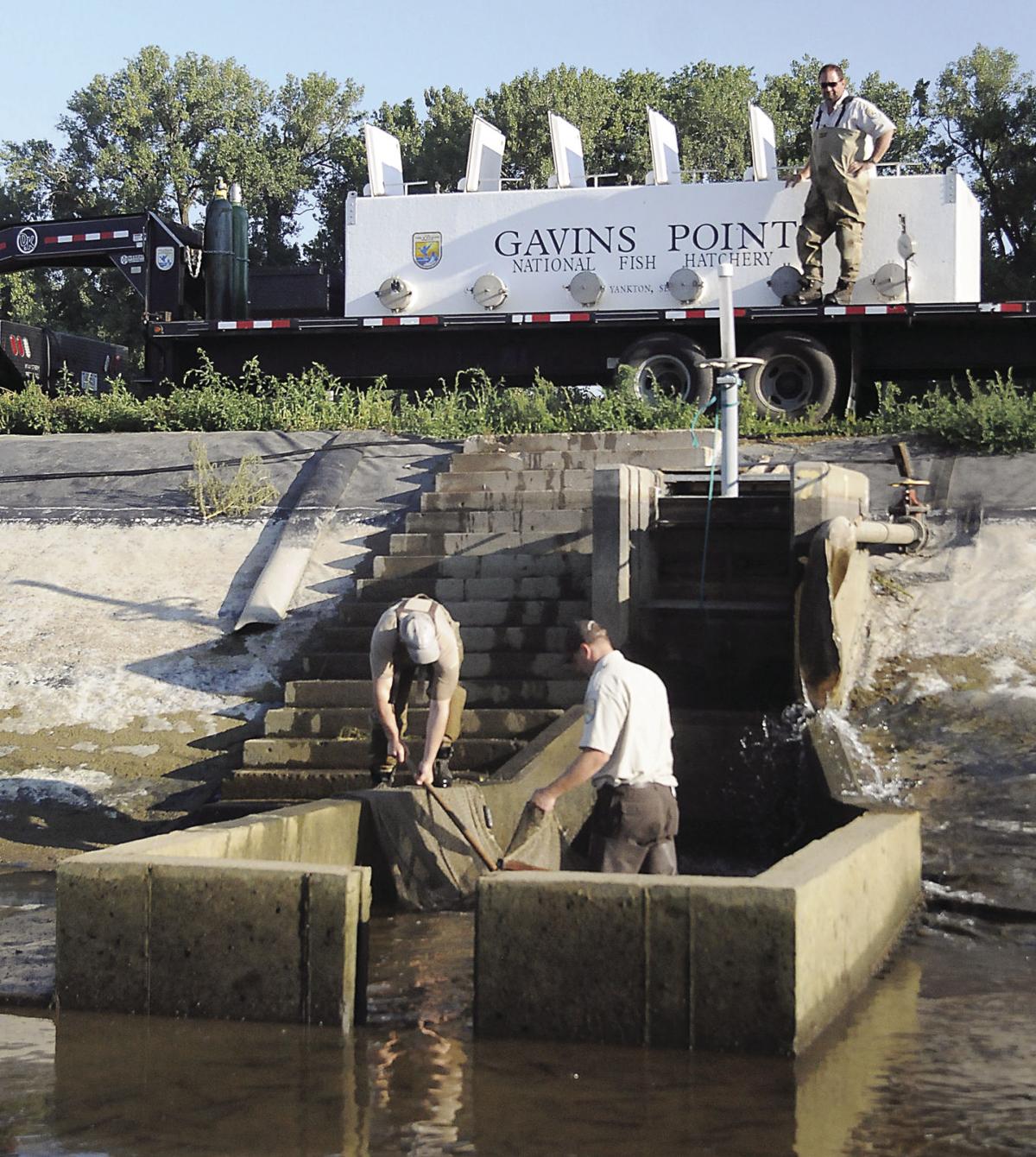 A Bumper Crop At GP Fish Hatchery Community