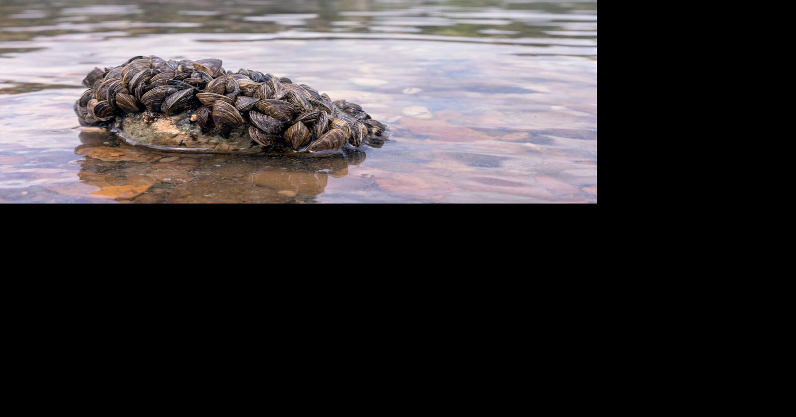 Water Advocates Question SD Zebra Mussel Efforts