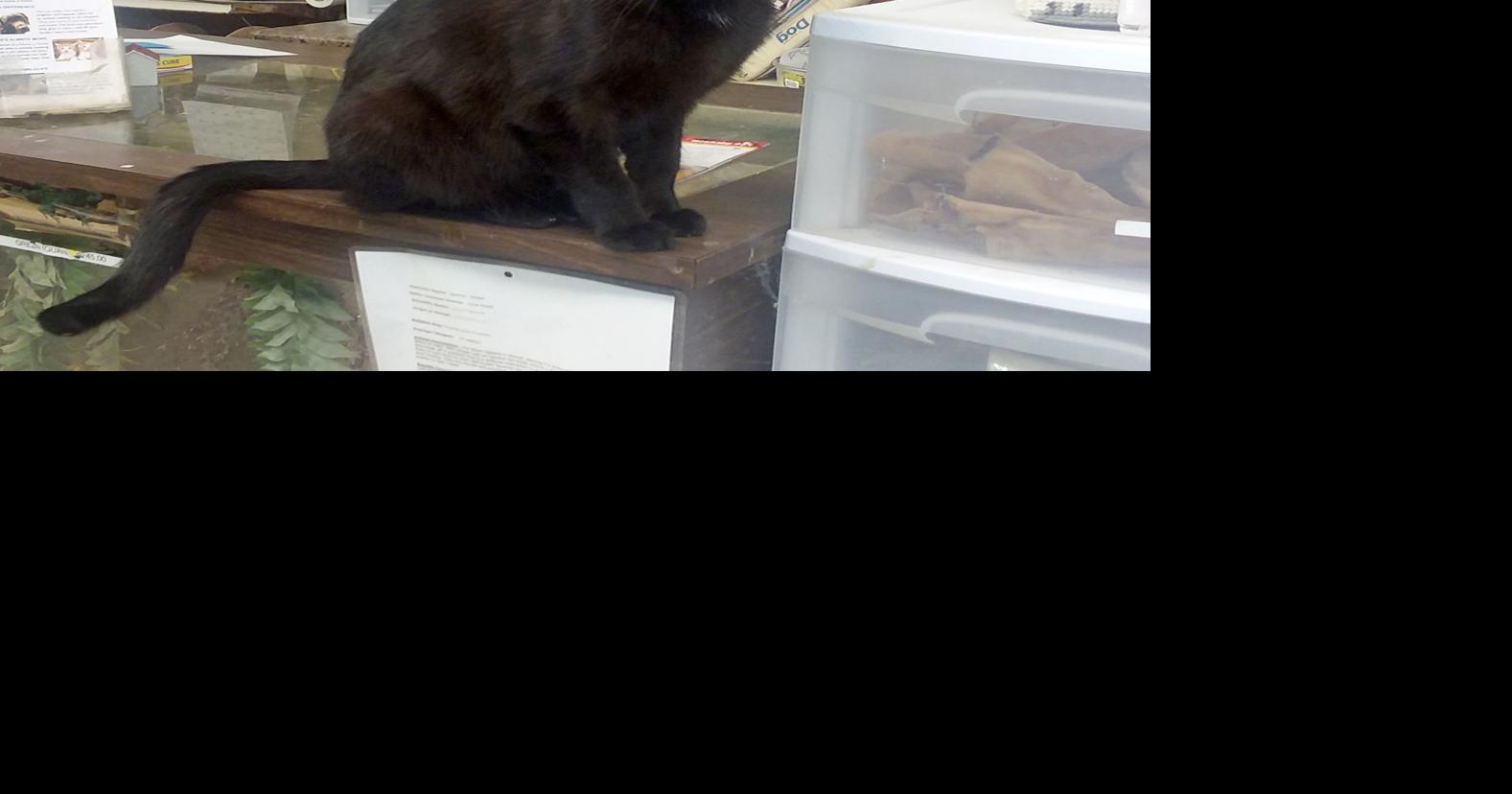 Pet Store Owner Offers Free Food For Furloughed Workers’ Pets