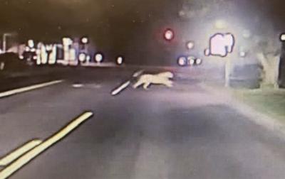 Mountain Lion Crosses Path Of Vermillion Police Officer Early Friday
