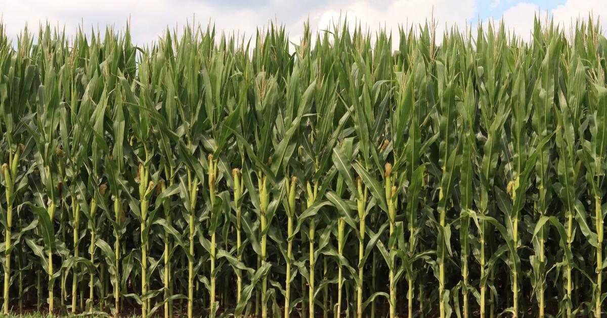 War In Middle East Causes Further Stress On US Farmers