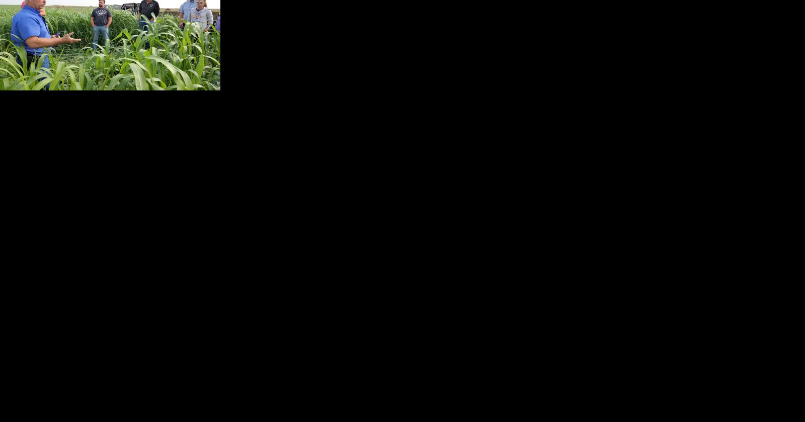 Moisture Levels Critical To Cover Crop Decisions - Vimarsana News