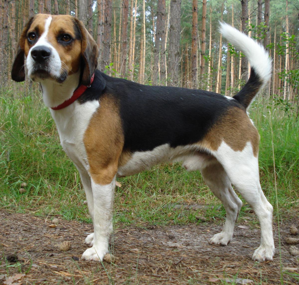 February is rabbit-hunting time in Mississippi