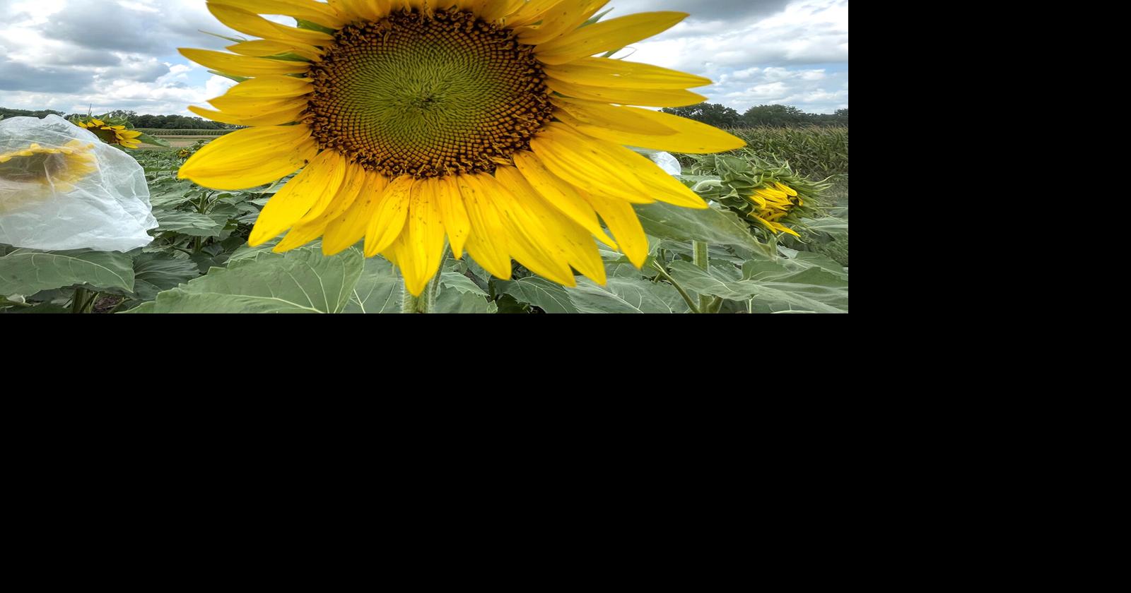 Growing Sunflowers Can Promote Soil Health And Stability