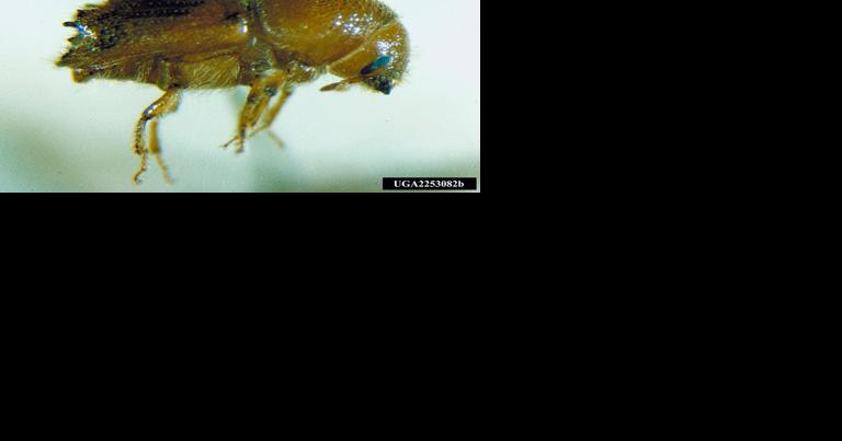 SD Monitoring Timber Transport Project To Keep Unwanted Bugs Out Of Black Hills - Vimarsana News