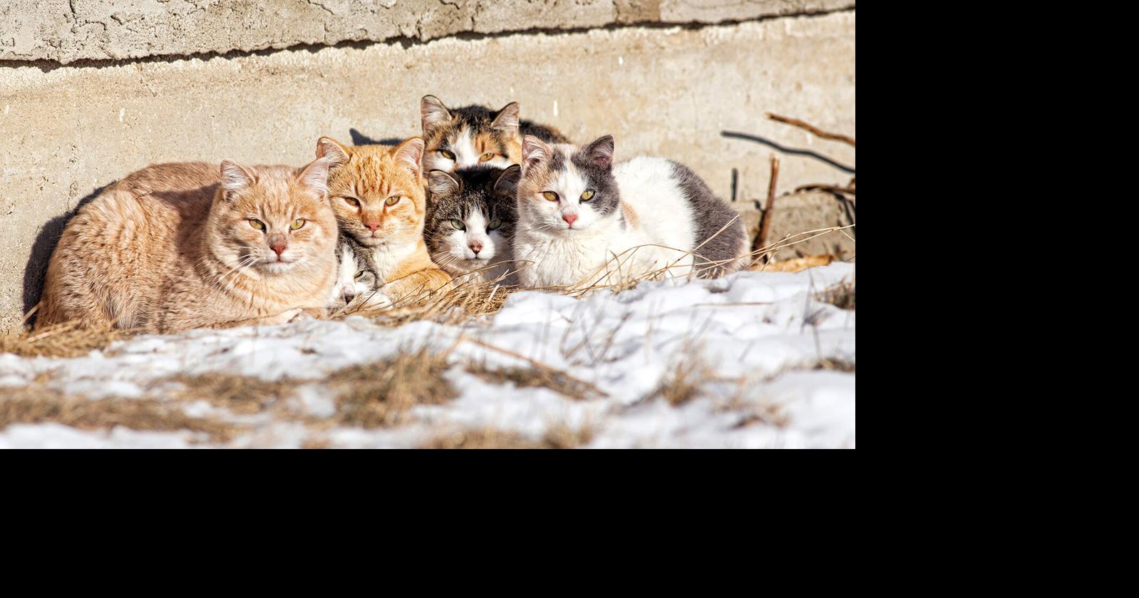 Local Non-Profit Deals With Feral Cat Control