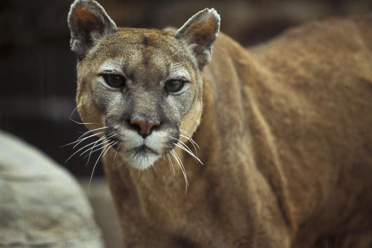 Salt Lake City zoo staff searches for missing mountain cat