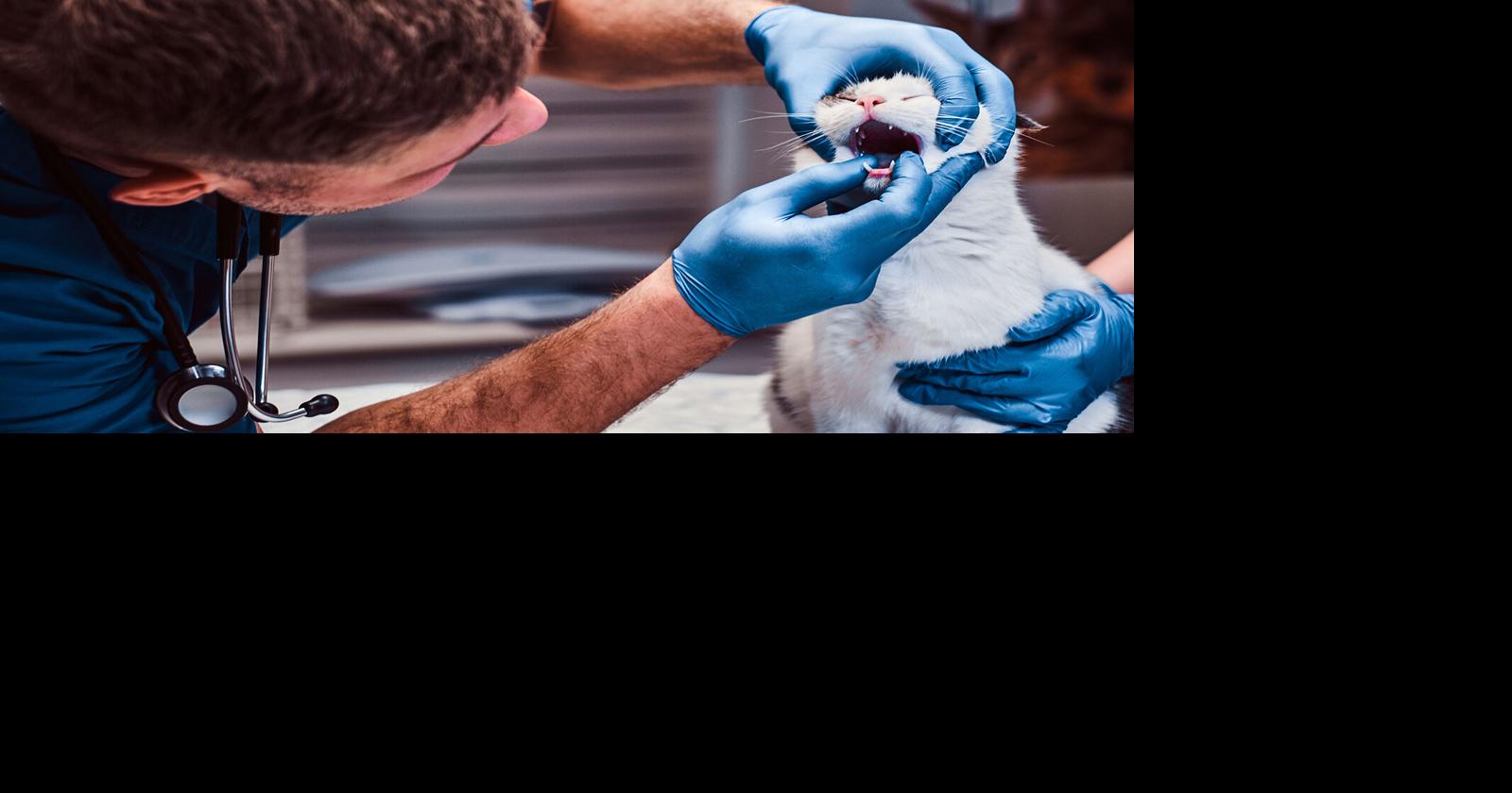A Bigger Bite | Community | yankton.net