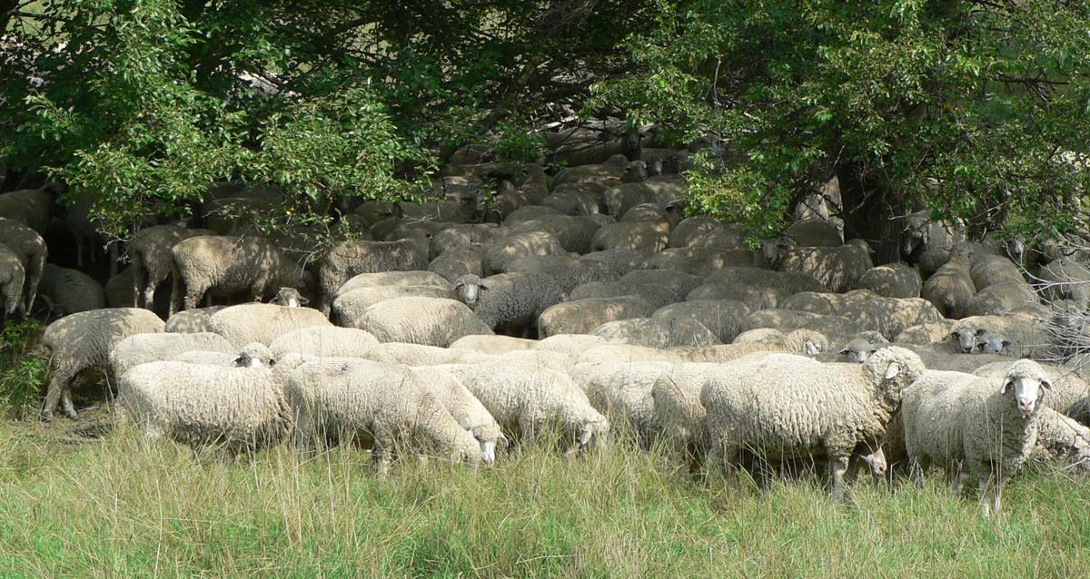 What's the Difference Between Lambs and Sheep  Mississippi State  University Extension Service