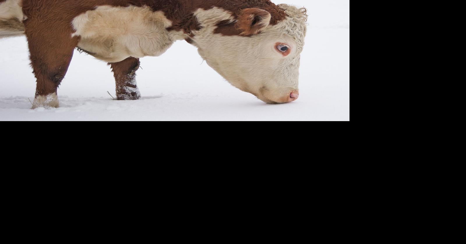 Geis Can My Cows Eat Snow To Get Their Water? Neighbors