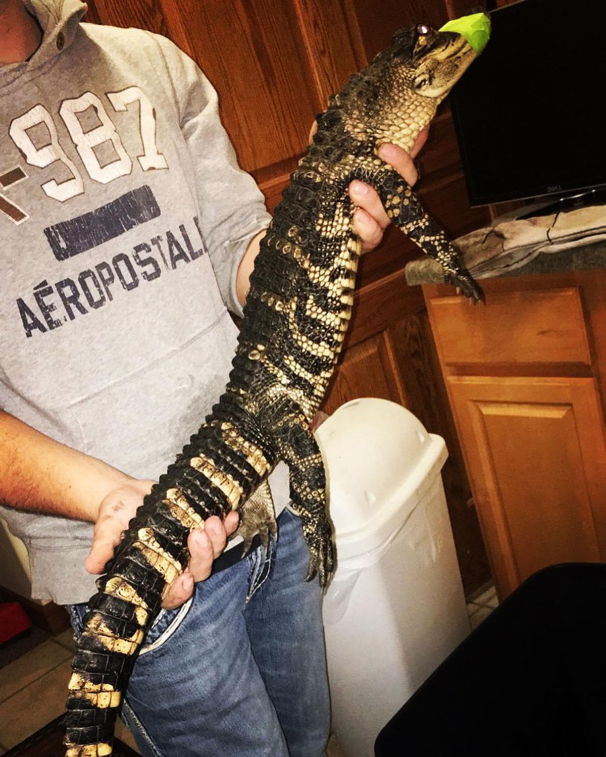 ‘Interesting’ Pets Curious Friends And A Gray Area Of The Law