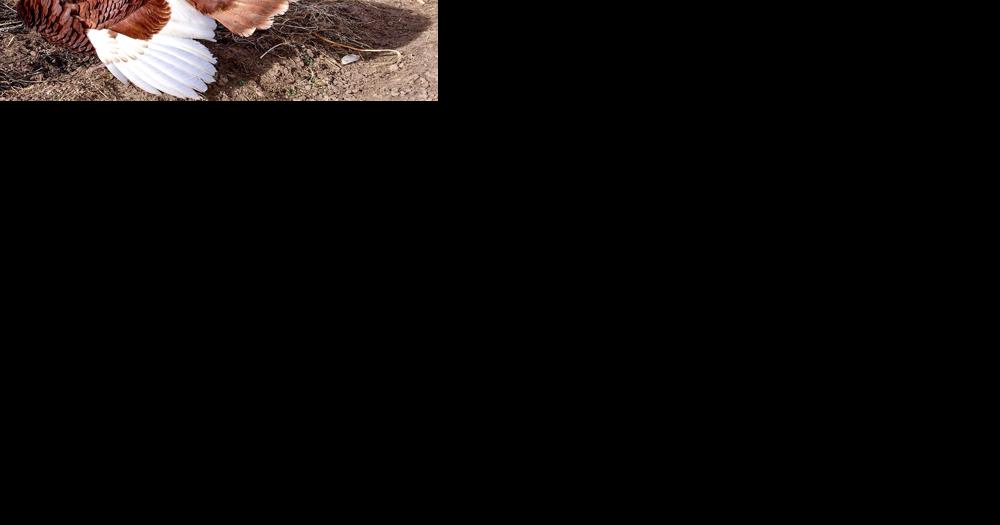 Demand Remains High For 'Heritage Turkeys' Grown In South Dakota | Community - Vimarsana News