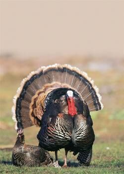Of The Outdoors: Spring Gobblers | Outdoors 