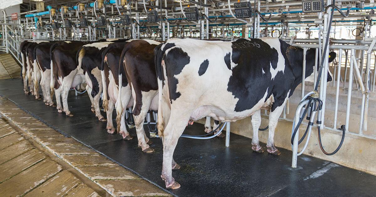 Global Dairy Markets Face Margin Pressure As Supply Outpaces Demand In Early 2026