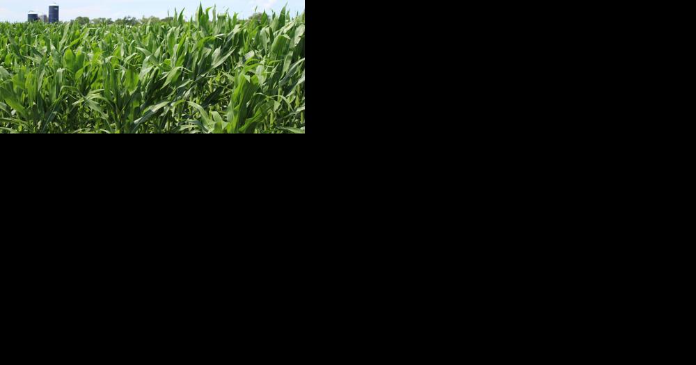 South Dakota Farm Income Predicted To Fall, But Farmers Remain Optimistic - Vimarsana News