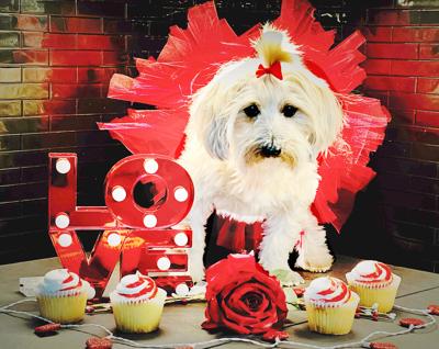 HHS Valentine’s Day Cupcake Sale Slated