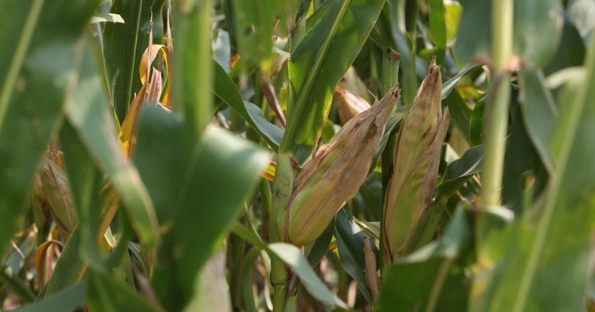 Growing Crop Supply, Weakened Foreign Demand Hurting SD Economy, Council Says