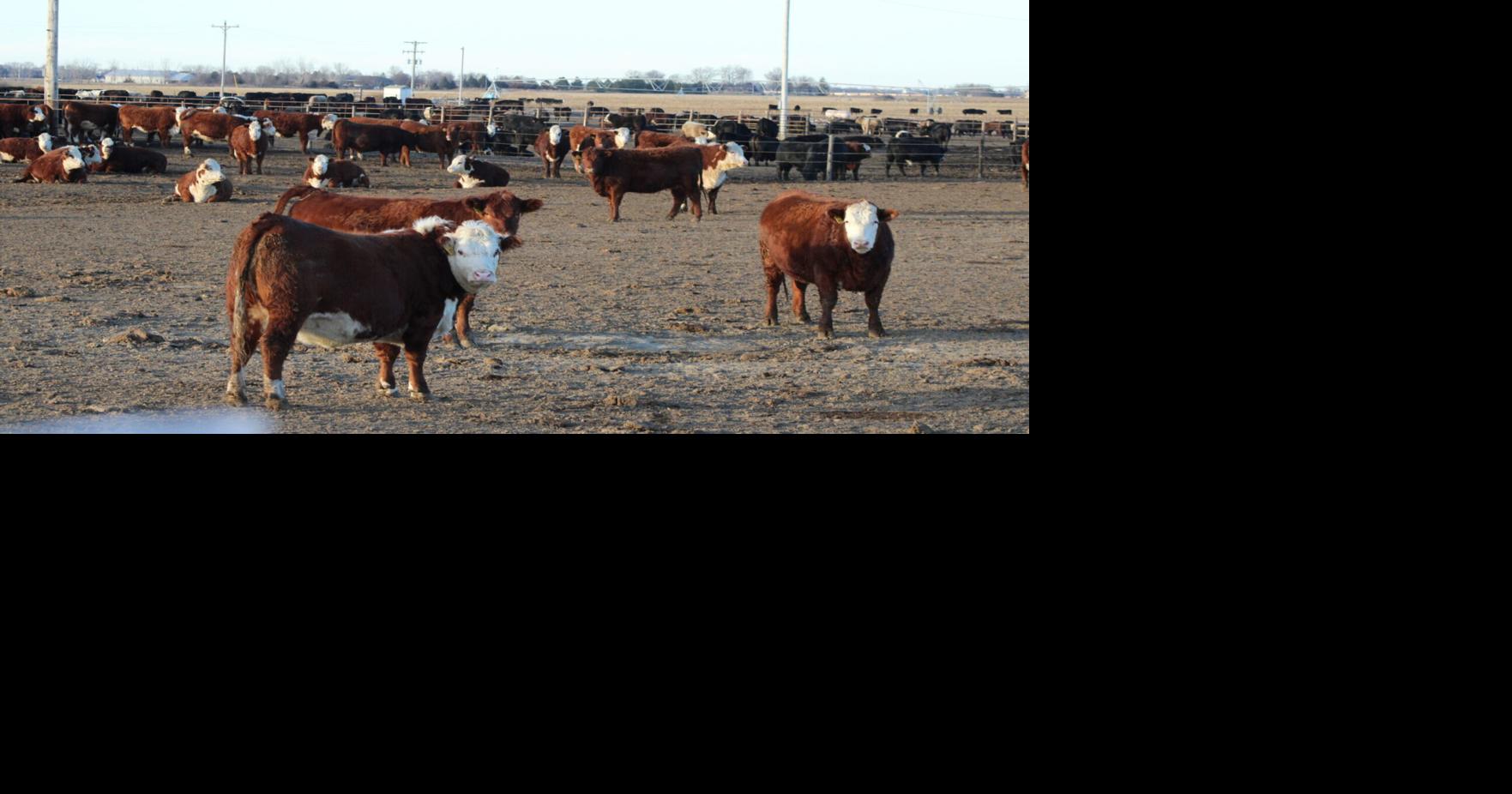 New Nebraska Brand Bill Gets Heard, Faces Sharp Opposition