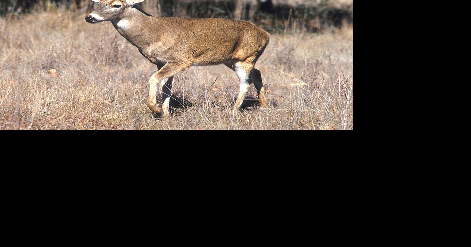 SD Wildlife Officials Offer Hunting License Refunds As Deer Disease Reports Persist
