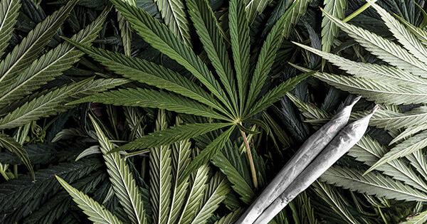 SD Law Enforcement Commission Offers Forgiveness For Marijuana Use - Vimarsana News