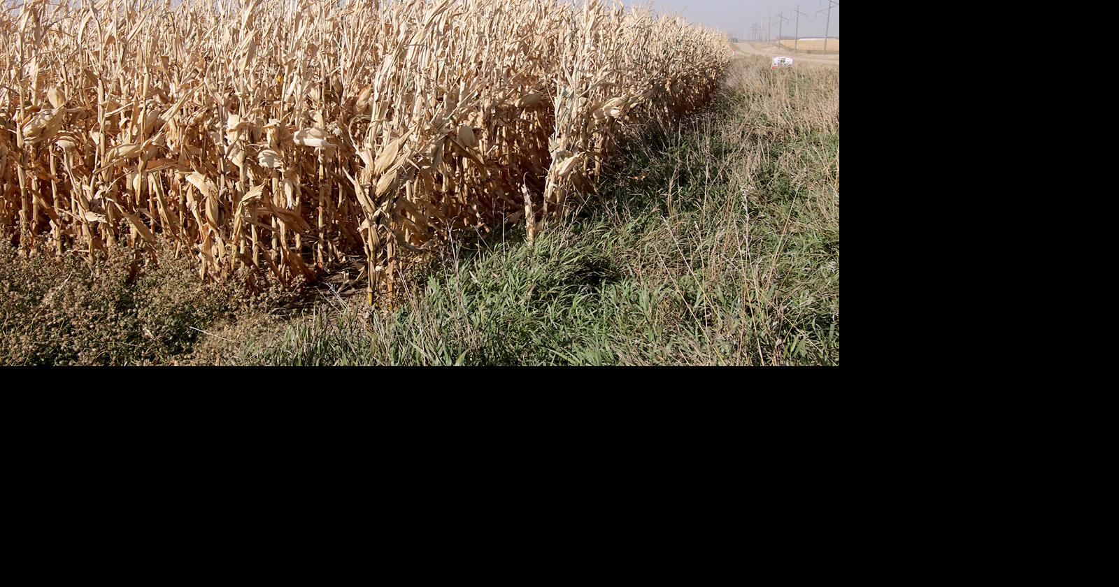 No Relief On The Horizon From Drought Conditions Community