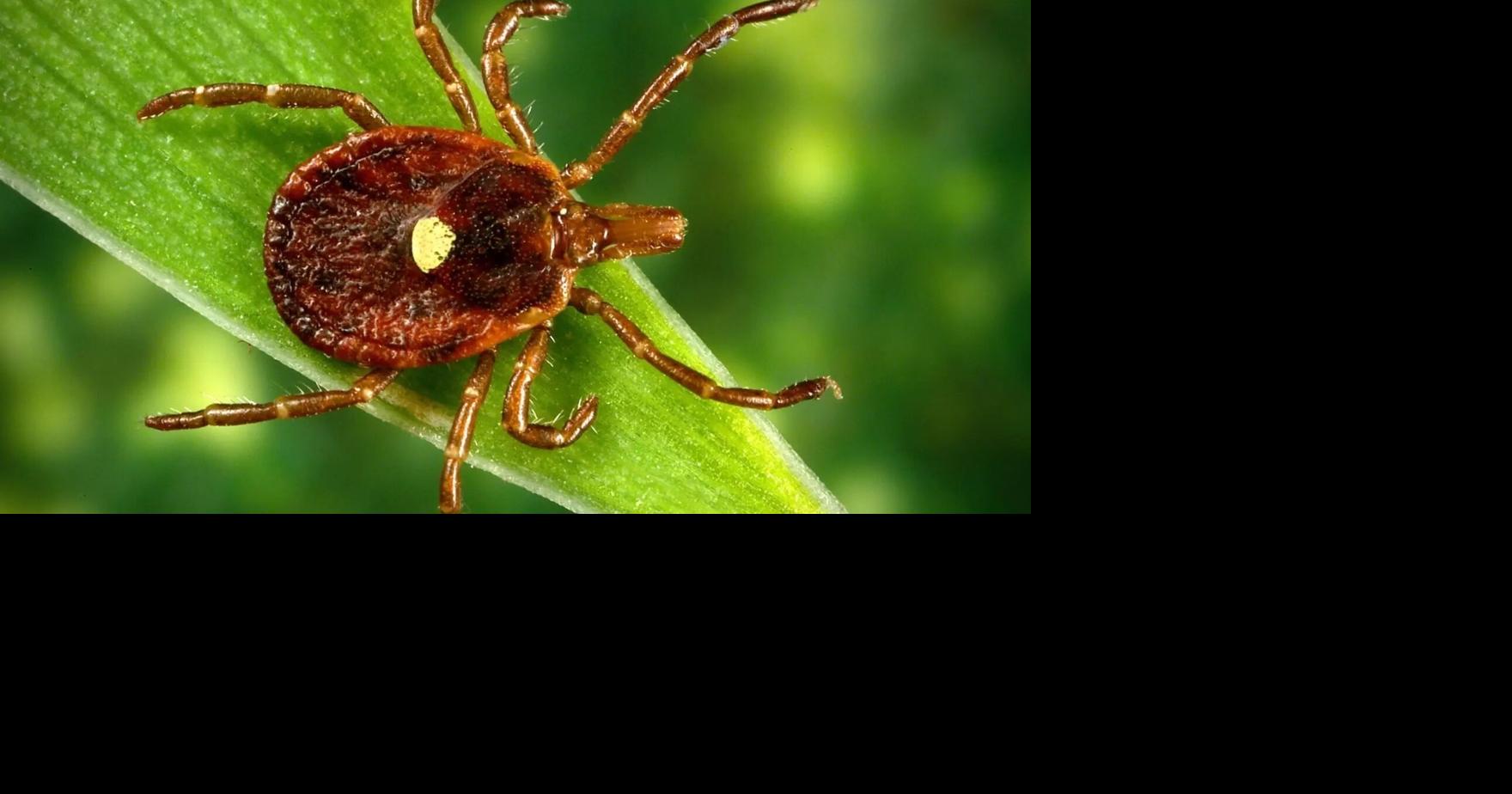 Tick Bites Are Surging In The US This Year. Here’s What To Know.