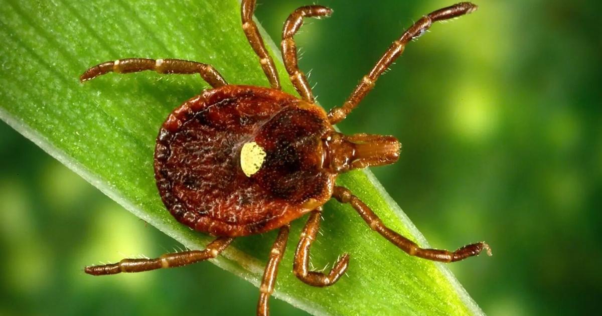 Tick Bites Are Surging In The US This Year. Here’s What To Know.