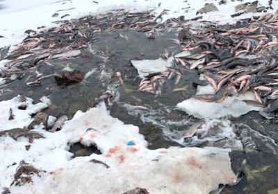 Deadly fish traps found in River Skerne 