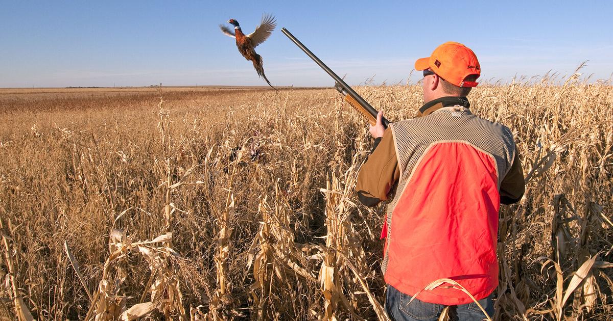 South Dakota Pheasant Season Opening Up With Big Numbers