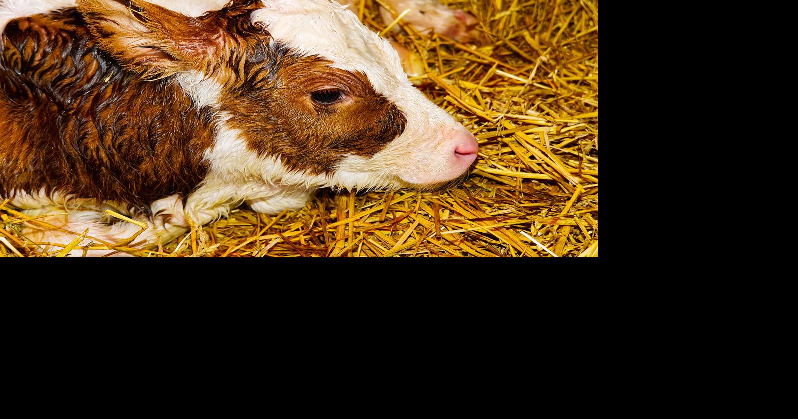 Geis What To Do After The Calf Is Born Community