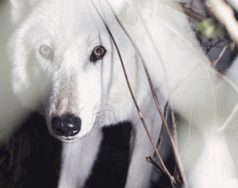 Wolf Haven Book Highlights Beauty Dignity News Yelm Com Along With The Writings Of Essayist Brenda Peterson Are Now Available In Coffee Book Wolf Haven Sanctuary And Future Wolves
