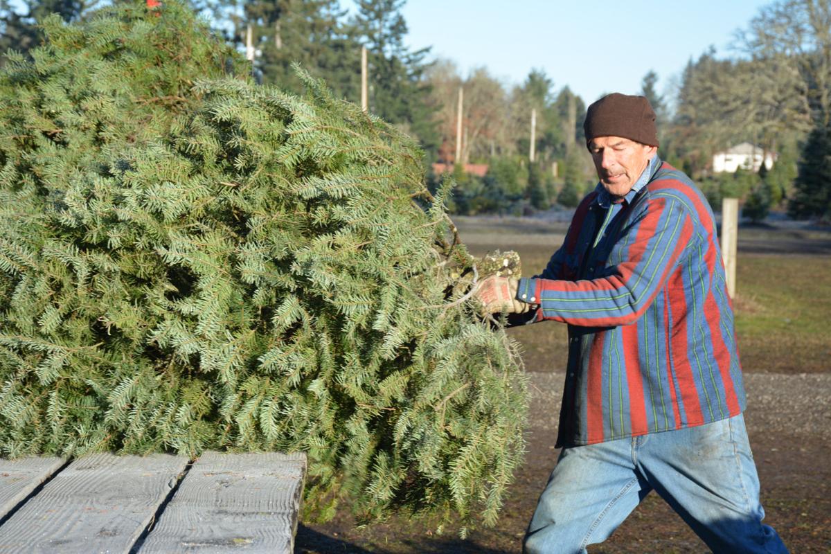 Shop In The Rainier Area For Christmas Trees Receive Years Of Wisdom Life Yelmonline Com