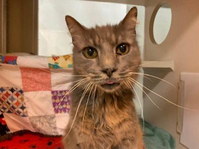Pierce County Humane Society Seeks Home For Most Interesting Cat