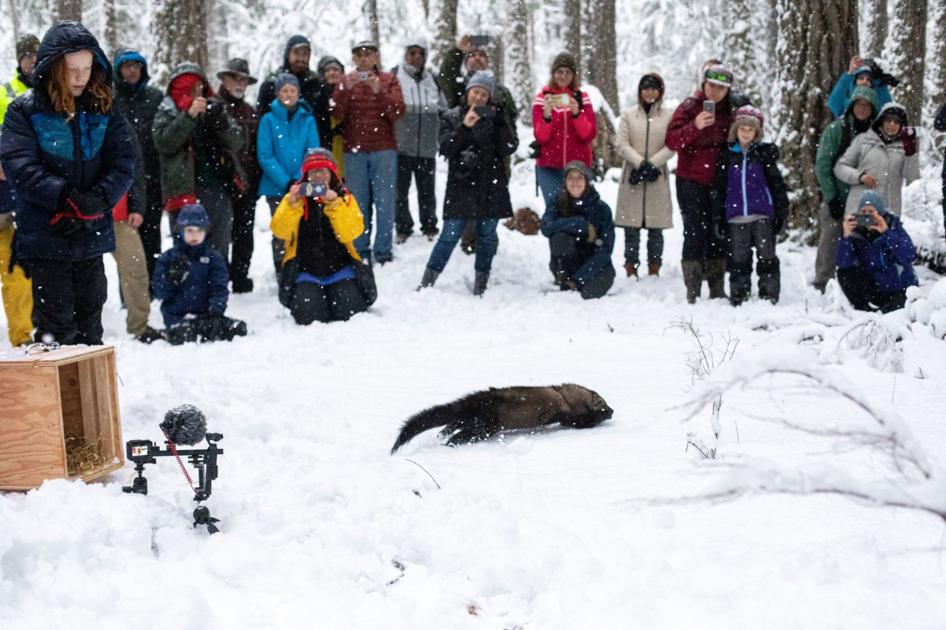 Four Fishers Released In Nisqually Watershed Capping Final Phase
