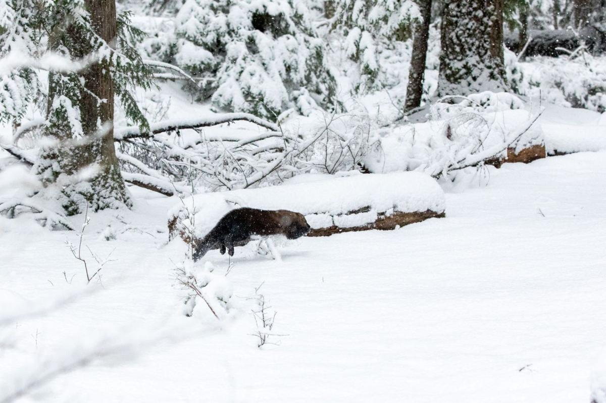 Four Fishers Released In Nisqually Watershed Capping Final Phase