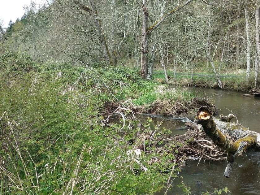 Nisqually Watershed Programs to Receive $727k for Protection, Restoration Projects - Nisqually Valley News