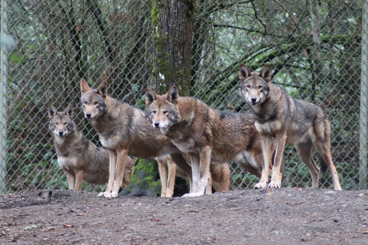 A Tale of Two Sanctuaries: Part One — Wolf Haven | News | yelmonline.com