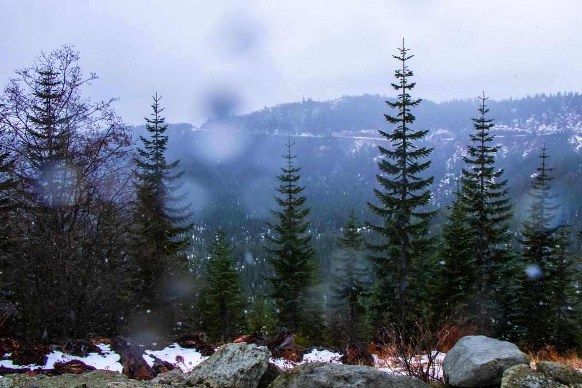 Gifford Pinchot Offers Excuse for Christmas Tree Adventure News