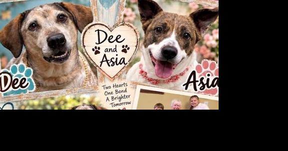 Paws for Pets: Forever homes sometimes take a while to find