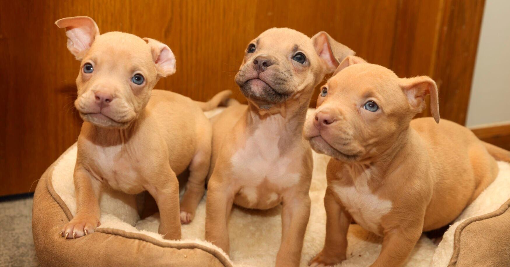 Puppies saved from garbage can near Omaha's Eppley Airfield - Vimarsana News