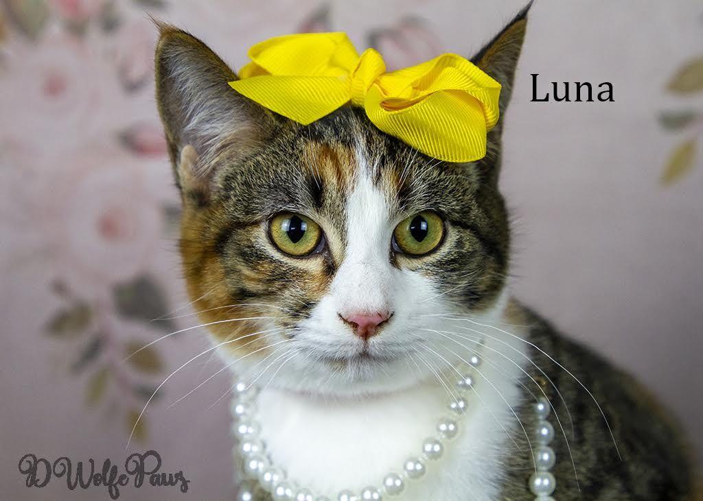 A Paws For Pets Luna S Light At The End Of The Tunnel Editorial Yorknewstimes Com