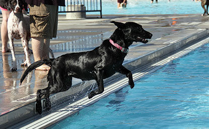 Soggy Doggy Pool Day