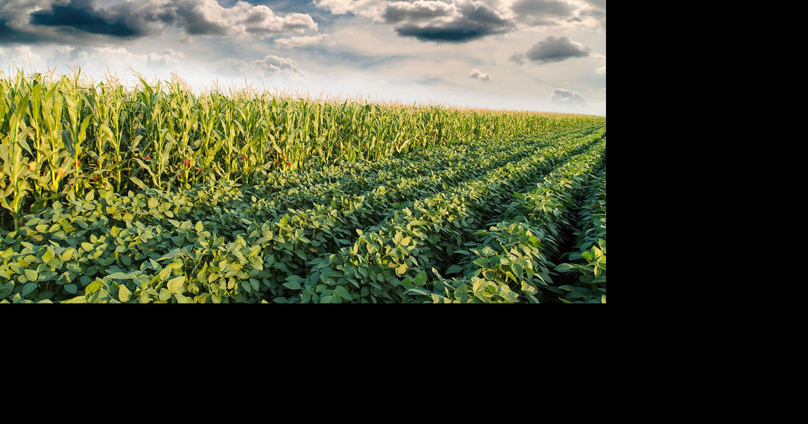 Kerry Hoffschneider: Excellence in Agriculture event June 17 in Aurora