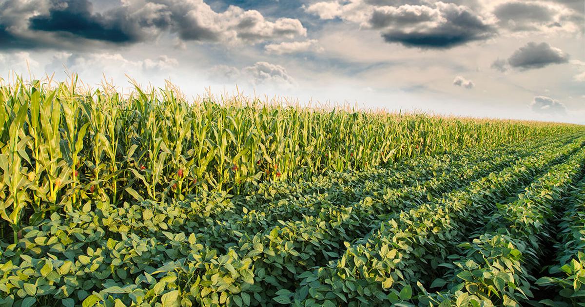 Kerry Hoffschneider: Excellence in Agriculture event June 17 in Aurora