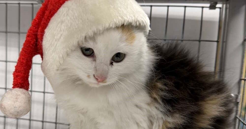 Paws for Pets: 'A Cat's Christmas Adventure' - York News-Times